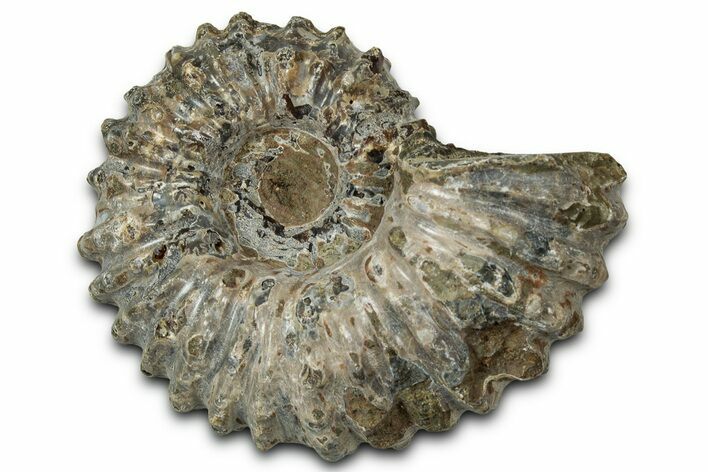 Bumpy Ammonite (Douvilleiceras) Fossil - Madagascar #343837